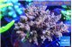 Acropora purple blue Indonesia 8-12 cm WYSIWYG acclimaté