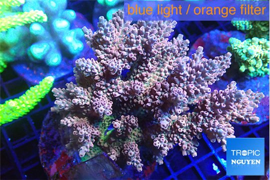 Acropora purple blue Indonesia 8-12 cm WYSIWYG acclimaté