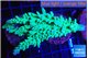 Acropora green ice (without plug) 6-8 cm WYSIWYG acclimaté