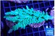 Acropora green ice (without plug) 6-8 cm WYSIWYG acclimaté