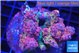 Acropora lilas 7-11 cm WYSIWYG acclimaté