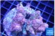 Acropora lilas 7-11 cm WYSIWYG acclimaté