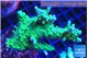 Acropora green purple 3-4 cm WYSIWYG acclimaté