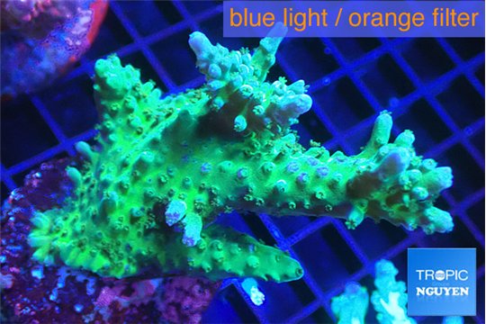 Acropora green purple 3-4 cm WYSIWYG acclimaté