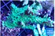 Acropora green purple 3-4 cm WYSIWYG acclimaté