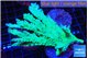 Acropora green ice (without plug) 7-9 cm WYSIWYG acclimaté