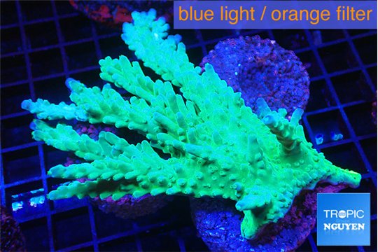 Acropora green ice (without plug) 7-9 cm WYSIWYG acclimaté