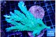 Acropora green ice (without plug) 7-9 cm WYSIWYG acclimaté