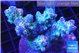 Acropora lilas 7-11 cm WYSIWYG acclimaté
