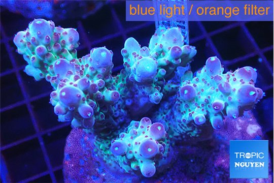 Acropora lilas 7-11 cm WYSIWYG acclimaté