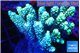 Acropora golden 7-11 cm WYSIWYG acclimaté