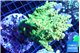 Acropora rainbow 7-11 cm WYSIWYG acclimaté