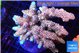 Acropora mango 7-11 cm WYSIWYG acclimaté