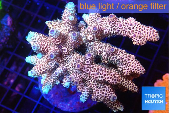 Acropora mango 7-11 cm WYSIWYG acclimaté
