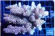 Acropora mango 7-11 cm WYSIWYG acclimaté
