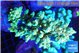 Acropora tenuis green & blue tip 7-12 cm WYSIWYG acclimaté