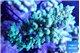 Acropora tenuis green & blue tip 7-12 cm WYSIWYG acclimaté