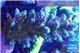 Acropora purple blue 7-12 cm WYSIWYG acclimaté