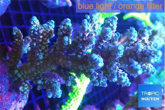Acropora purple blue 7-12 cm WYSIWYG acclimaté