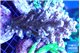Acropora purple blue 7-12 cm WYSIWYG acclimaté