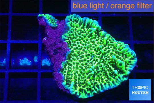 Montipora green & purple polyps 3-5 cm WYSIWYG acclimaté
