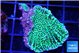 Montipora green & purple polyps 3-5 cm WYSIWYG acclimaté