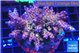 Acropora pink purple 7-11 cm WYSIWYG acclimaté