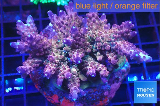Acropora pink purple 7-11 cm WYSIWYG acclimaté