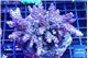 Acropora pink purple 7-11 cm WYSIWYG acclimaté