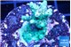 Acropora green 2-4 cm WYSIWYG acclimaté