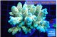 Acropora tenuis green & blue tip 7-12 cm WYSIWYG acclimaté