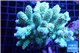 Acropora tenuis green & blue tip 7-12 cm WYSIWYG acclimaté
