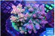 Acropora pink purple 7-11 cm WYSIWYG acclimaté