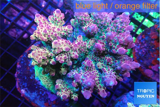 Acropora pink purple 7-11 cm WYSIWYG acclimaté