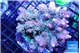 Acropora pink purple 7-11 cm WYSIWYG acclimaté