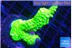 Acropora full neon green 3-4 cm WYSIWYG acclimaté