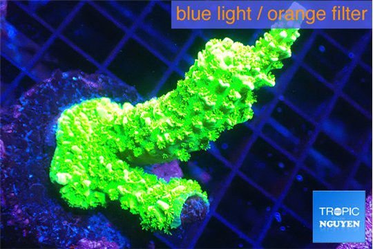 Acropora full neon green 3-4 cm WYSIWYG acclimaté