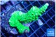 Acropora full neon green 3-4 cm WYSIWYG acclimaté