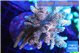 Acropora pink 7-11 cm WYSIWYG acclimaté