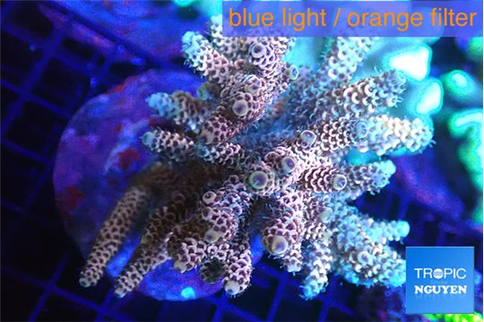 Acropora pink 7-11 cm WYSIWYG acclimaté