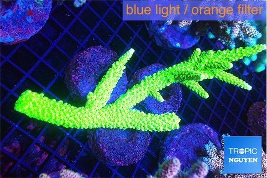 Acropora full neon green (without plug) 10-14 cm WYSIWYG acclimaté