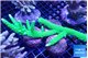 Acropora full neon green (without plug) 10-14 cm WYSIWYG acclimaté