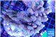 Acropora pink 7-12 cm WYSIWYG acclimaté