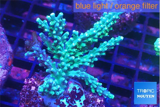 Acropora joker 4-6 cm WYSIWYG acclimaté