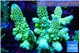 Acropora humilis gold 7-11 cm WYSIWYG acclimaté