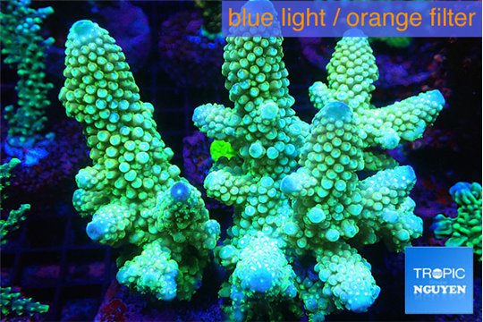 Acropora humilis gold 7-11 cm WYSIWYG acclimaté