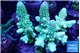 Acropora humilis gold 7-11 cm WYSIWYG acclimaté