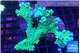 Montipora green & purple polyps frag 7-10 cm WYSIWYG acclimaté