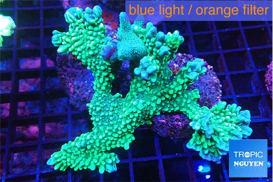 Montipora green & purple polyps frag 7-10 cm WYSIWYG acclimaté