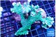 Montipora green & purple polyps frag 7-10 cm WYSIWYG acclimaté